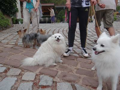 Chiens et autres animaux bénis à Saint-Dié