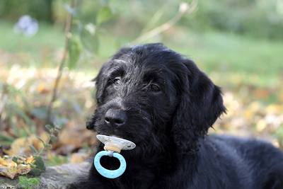 Pourquoi les humains prennent-ils une « voix de bébé » lorsqu'ils s'adressent à leurs animaux de compagnie ?
