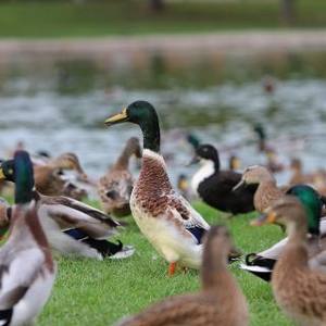 Une famille adopte un canard pour son chien épileptique