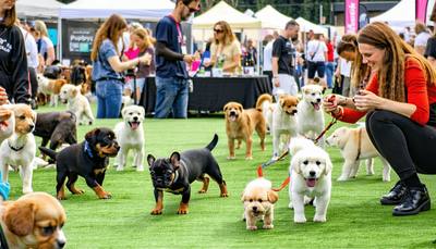 Les chiens guides d'aveugles sont à l'honneur dans le Pas-de-Calais