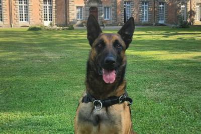 Qui est Tyson, le chien derrière le dernier gros coup de la police à Caen ?