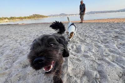 Saint-Tropez autorise exceptionnellement les chiens sur la plage cet été
