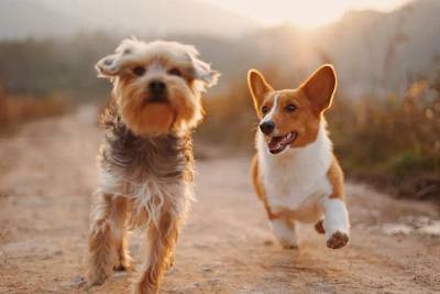 Adoption coûteuse d'un chien errant