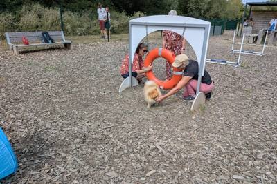 Villers-sur-Mer : l'agility gym adaptée, un moment de partage et d'apprentissage entre les propriétaires et leur chien