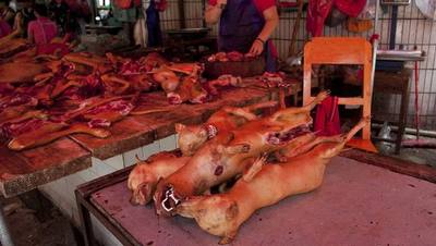 Interdiction de la viande de chien en Corée du Sud