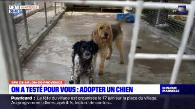 Une pension canine aide à l'adoption
