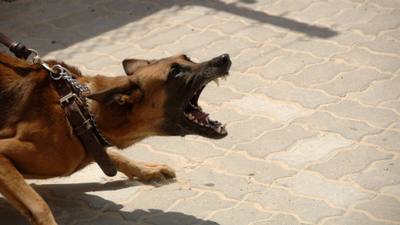 Le chien policier Ace blessé par balle