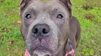 Ils se battent pour retrouver Austin, leur chien volé depuis plusieurs mois à Marseille