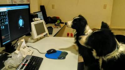 Votre chien comprend-il vraiment vos sourires et vos larmes ?