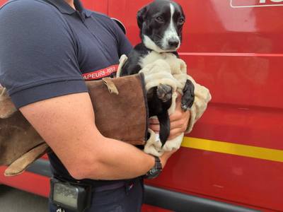 Chien tombé du 3e étage à Dieppe : la SPA dieppoise va porter plainte