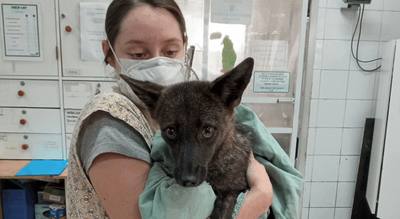 Dogxim, l'hybride chien-renard