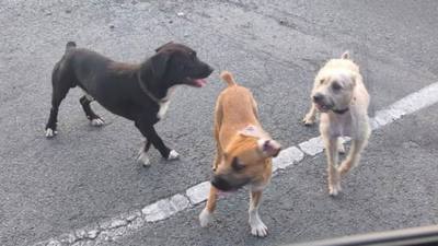 Attaque de chiens errants à Lussac-les-Châteaux