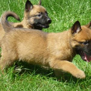 Chevaux, chiens, rongeurs... en Dordogne