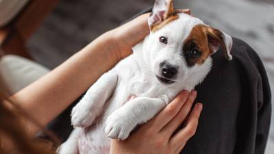 Mauvaise haleine chez les chiens : conseils dentaires