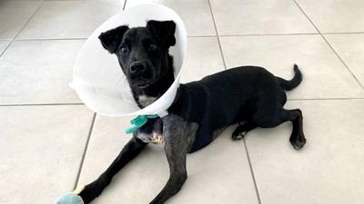 Cagnotte pour sauver un chien malade enfermé dans un garage en Aisne