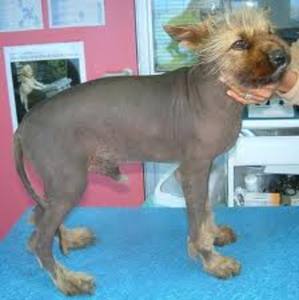 Son chihuahua est atteint d'un cancer : elle l'emmène à l'autre bout de l'Europe pour profiter avant la fin