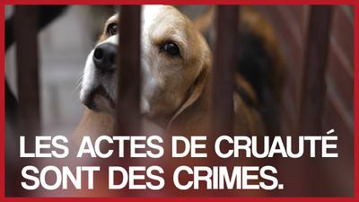 Metz : un homme poursuivi pour « actes de cruauté » après avoir poignardé neuf fois son chien