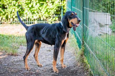 Que cherchent vraiment à nous dire nos chiens ?
