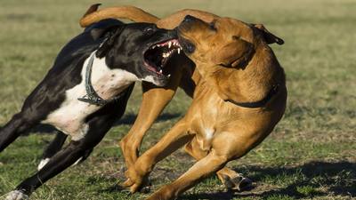 Attaque au couteau sur un chien à Metz