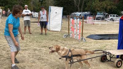 Concours canin d'attelage à Tour-en-Sologne