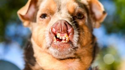 Le concours du chien le plus moche au monde a désigné son vainqueur pour 2026.