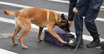 Cagnotte pour chien trouvé en garage