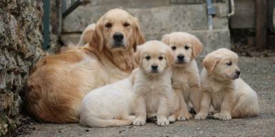 Les léchouilles du chien, plus qu'une affection
