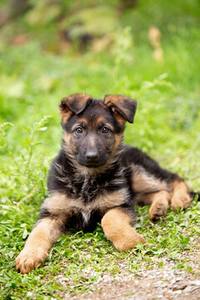 La petite chienne Uly