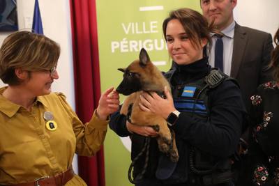 Chien saute du 3ème étage à La Baule