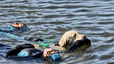 Les chiens sauveteurs au spectacle
