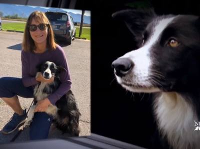 Une Américaine retrouve son chien disparu à 1 770 km de chez elle
