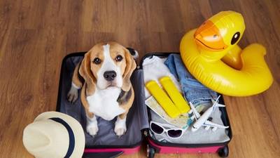 Voyager avec son chien en cabine en Italie