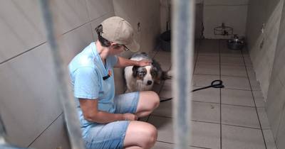 La SPA du Dauphiné aide des chiens abandonnés