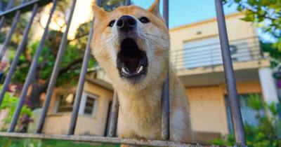 Voisinage : ce que cela peut vous coûter si votre chien aboie trop