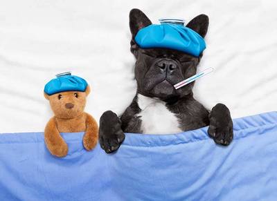 Pourquoi les expressions sur les chiens sont souvent négatives