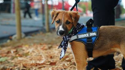 Bourgoin-Jallieu : une association lance une cagnotte pour accueillir un chien d'assistance judiciaire