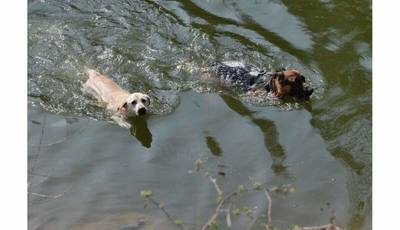 Mort suspecte d'un chien après une baignade dans un lac du Cantal