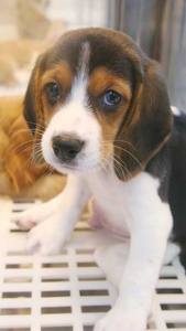 Chats et chiens : peuvent-ils regarder l'éclipse solaire sans danger ?