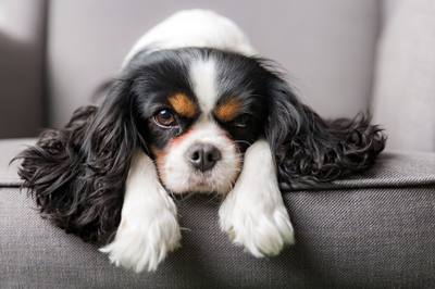 Les 5 meilleurs chiens à adopter pour les seniors