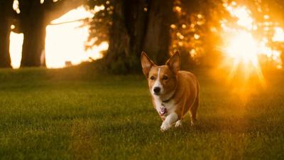 Éclipse solaire du 12 août, faut-il protéger votre chien ou votre chat ?