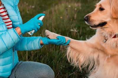 Faut-il traiter son chien contre les moustiques ?