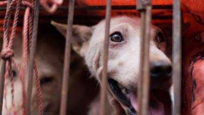 Avant le déclin de l'industrie de la viande de chien en Corée du Sud : les restaurants sont en difficulté.