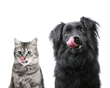 Les animaux ne gardent pas leurs maîtres morts