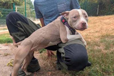 Un chien saute du troisième étage : la SPA de Dieppe fait une « découverte inimaginable » dans un appartement insalubre
