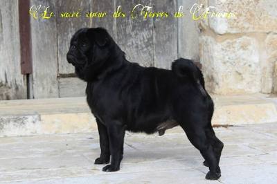 Une femelle carlin de 6 ans sacrée « Chien le plus laid du monde » 2026