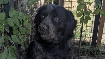 Près de Louviers, une semaine après l'appel, Félix le chien a trouvé sa future famille