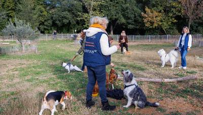 Cours collectifs gratuits d'éducation canine