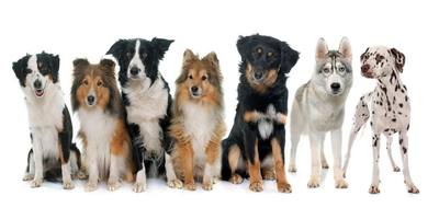 6 chiens de taille moyenne qui espèrent se voir offrir une vie heureuse et pleine d'amour