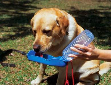 Canicule : ces gestes simples peuvent vraiment protéger votre chien ou votre chat de la chaleur