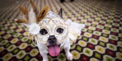 Les marques de luxe vendent des vêtements pour chiens